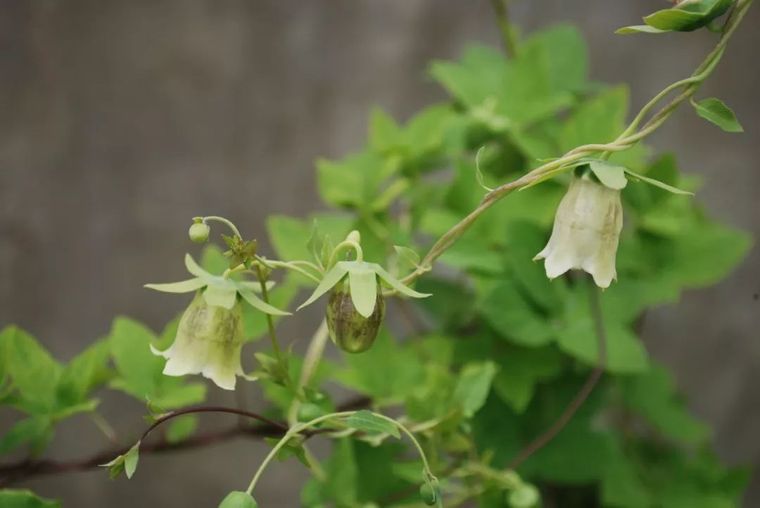 150余种 · 常见药用植物，花期组图_39