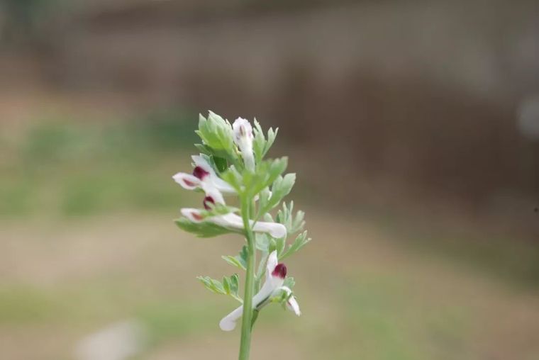 150余种 · 常见药用植物，花期组图_45