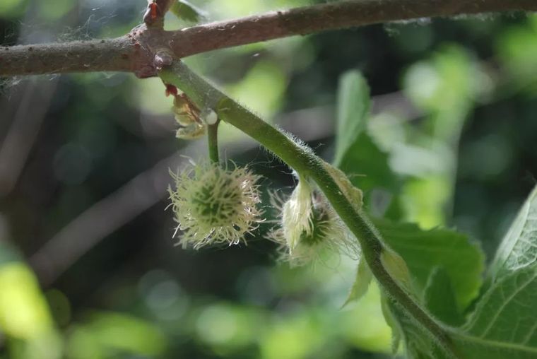 150余种 · 常见药用植物，花期组图_53