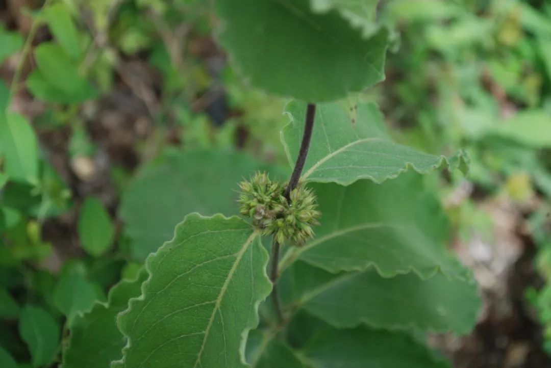 白薇(變色白前cynanchum versicolor)