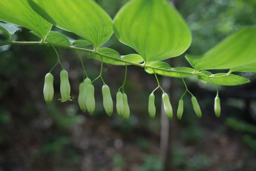 玉竹 (玉竹polygonatum odoratum)