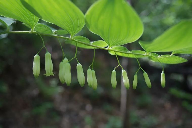 150余种 · 常见药用植物，花期组图_52