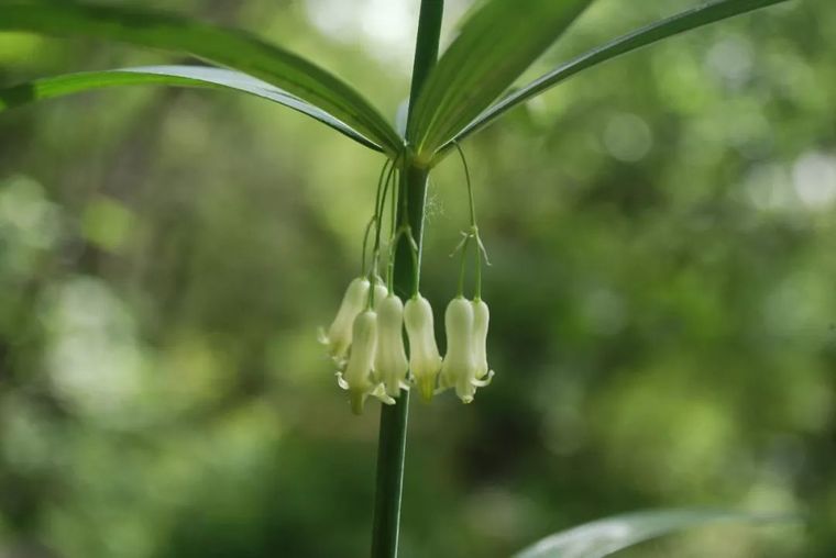 150余种 · 常见药用植物，花期组图_54