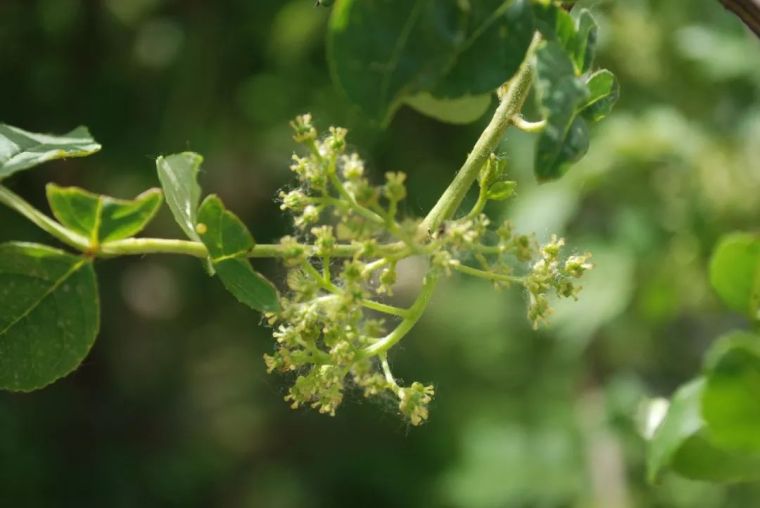 150余种 · 常见药用植物，花期组图_55