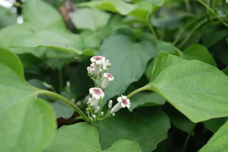 150余种 · 常见药用植物，花期组图_62