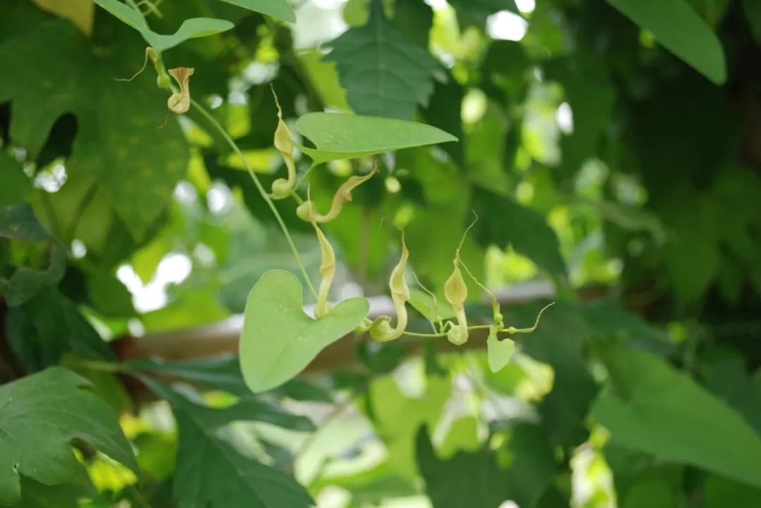 马兜铃(北马兜铃aristolochia contorta)