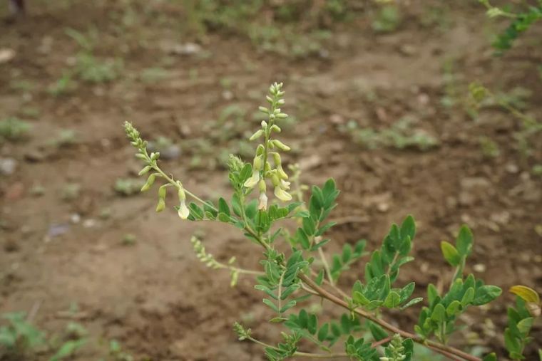 150余种 · 常见药用植物，花期组图_71