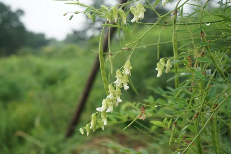 150余种 · 常见药用植物，花期组图_73