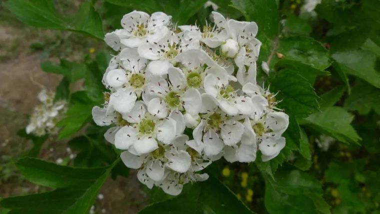 150余种 · 常见药用植物，花期组图_81