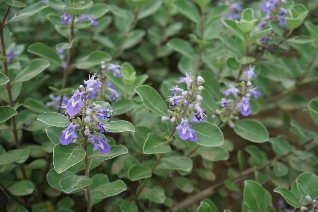 150余种 · 常见药用植物,花期组图-景观设计-筑龙园林景观论坛