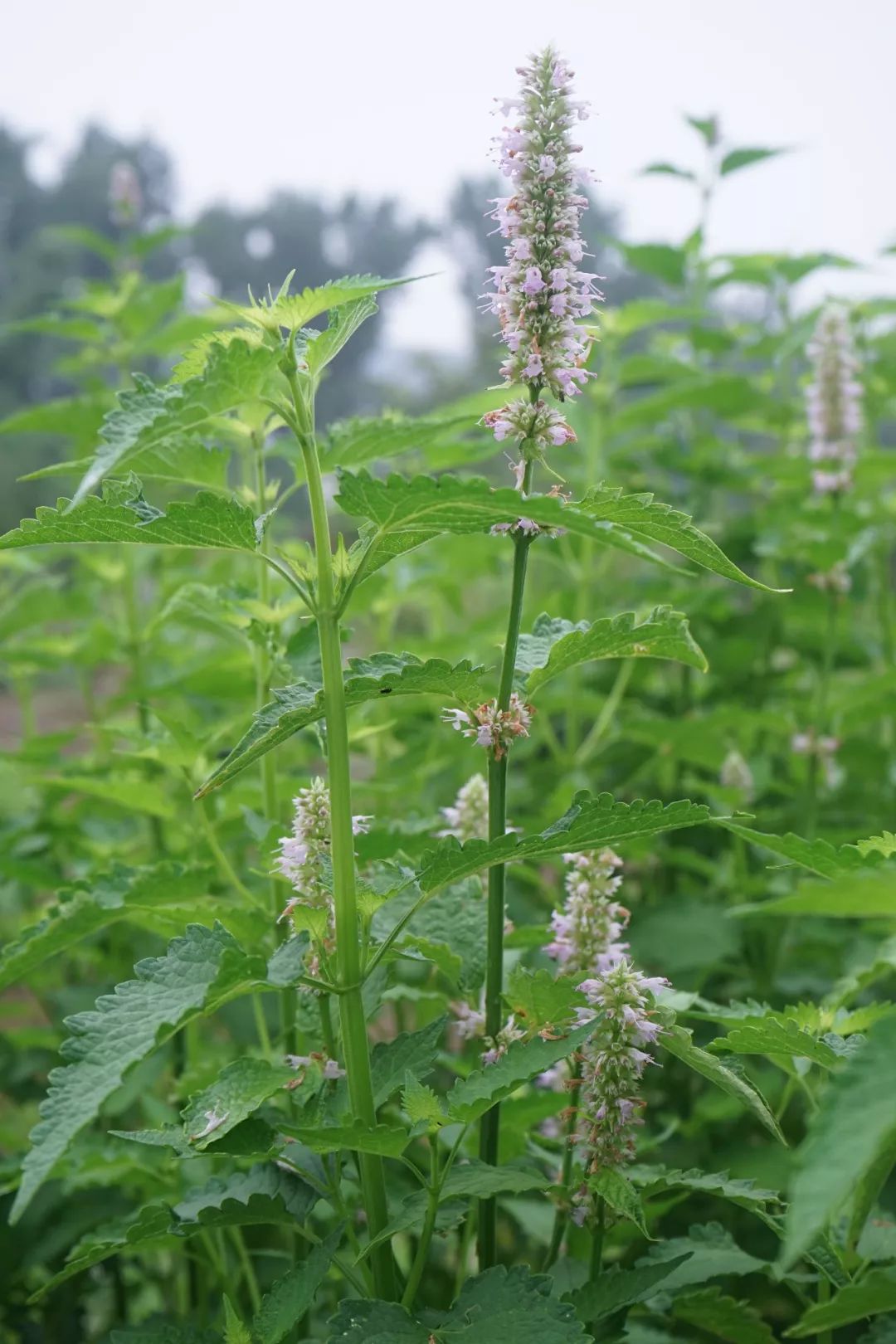 藿香(藿香 agastache rugosa)