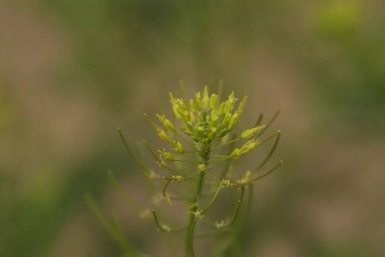 150余种 · 常见药用植物，花期组图_84