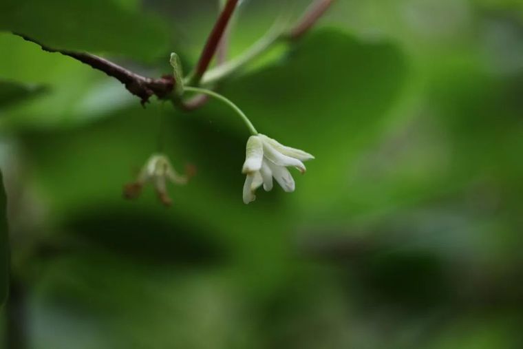 150余种 · 常见药用植物，花期组图_83