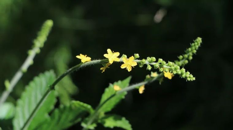 150余种 · 常见药用植物，花期组图_86