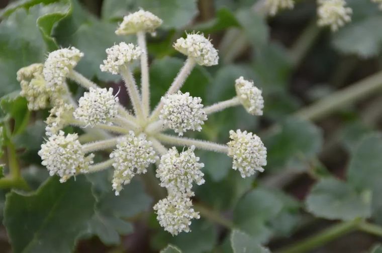 150余种 · 常见药用植物，花期组图_98