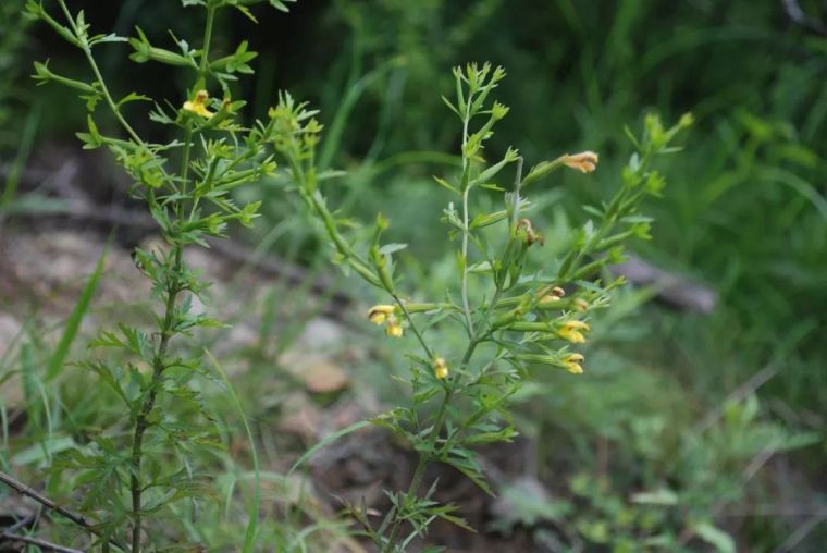 150余种 · 常见药用植物，花期组图_100