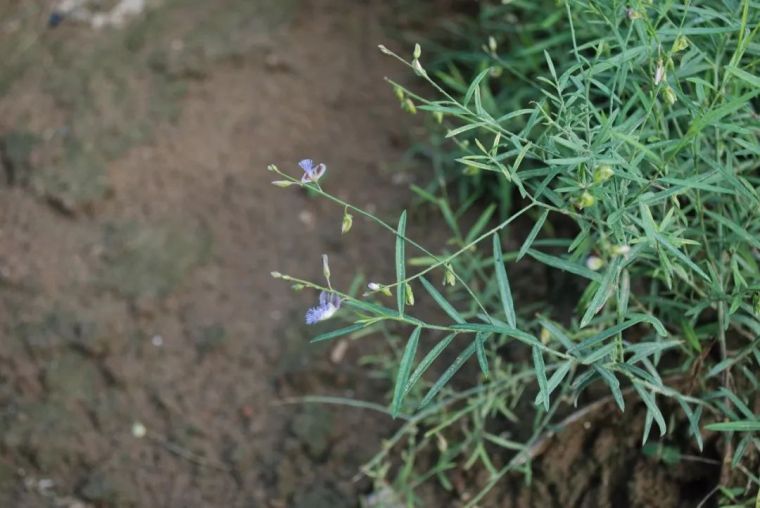 150余种 · 常见药用植物，花期组图_104