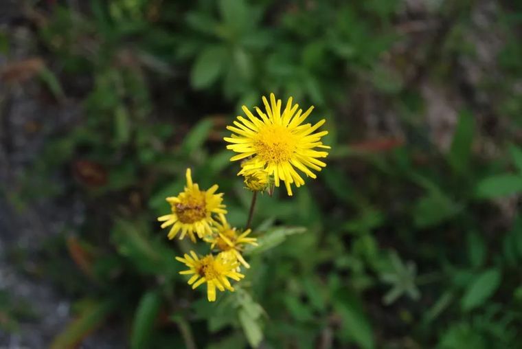 150余种 · 常见药用植物，花期组图_99