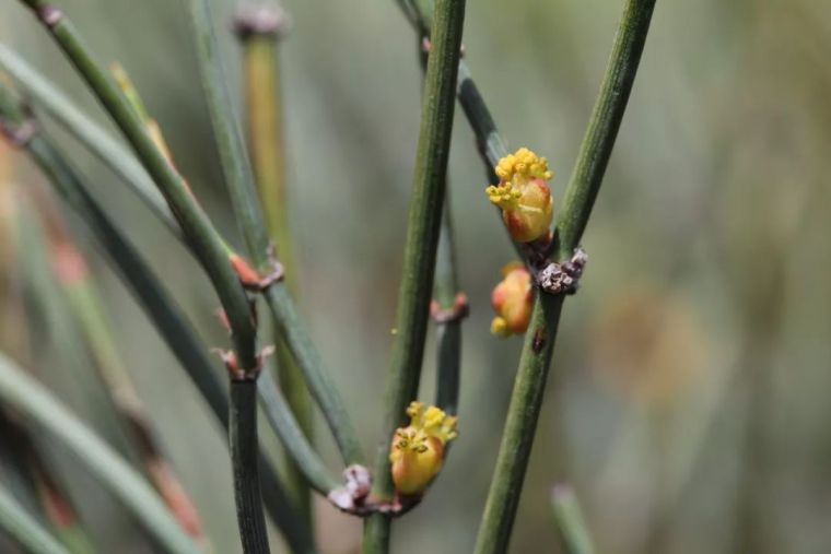 150余种 · 常见药用植物，花期组图_111