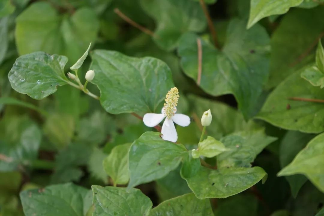 鱼腥草 (鱼腥草 sect. robertiana)