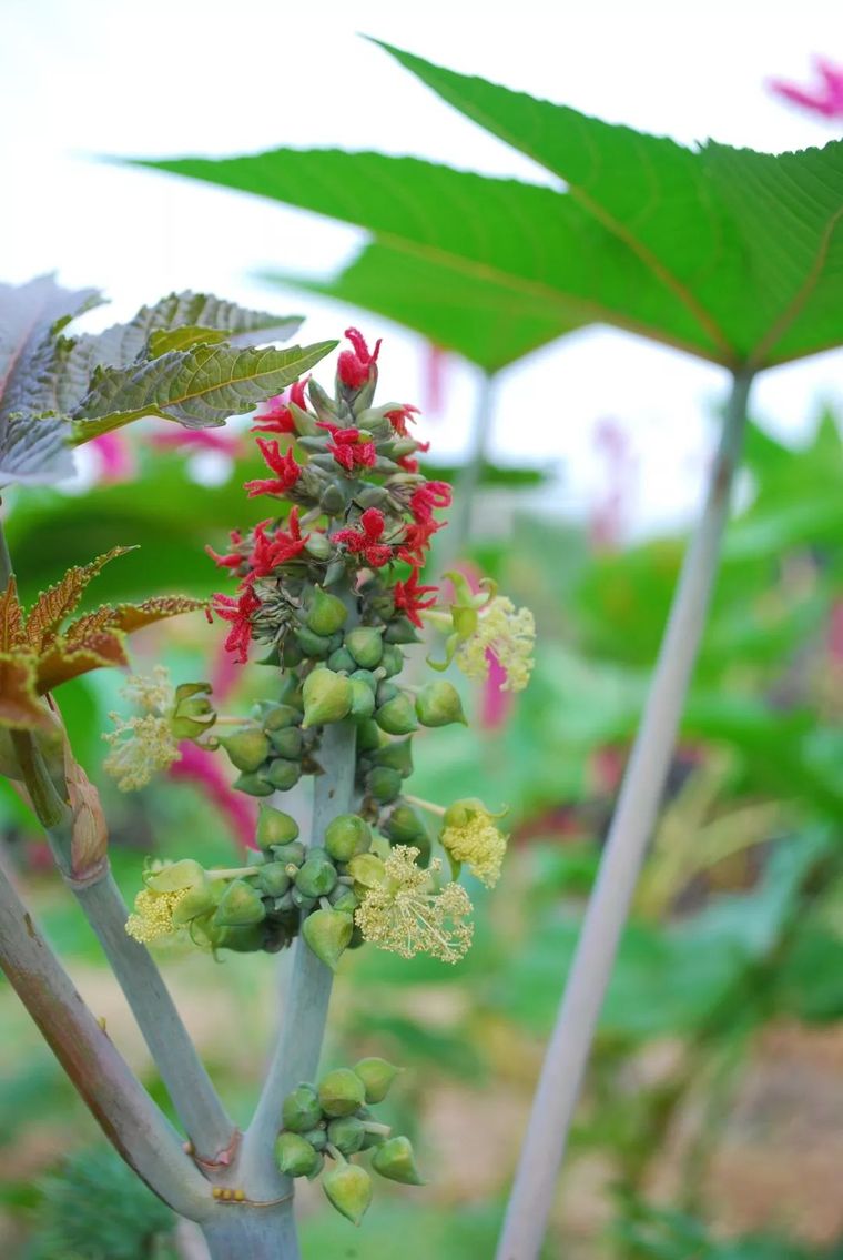 150余种 · 常见药用植物，花期组图_106