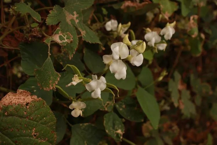 150余种 · 常见药用植物，花期组图_112