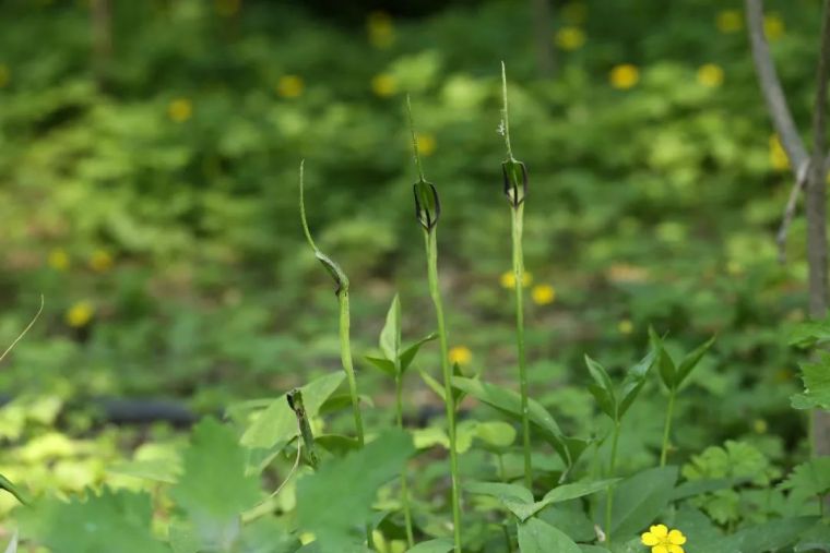 150余种 · 常见药用植物，花期组图_114