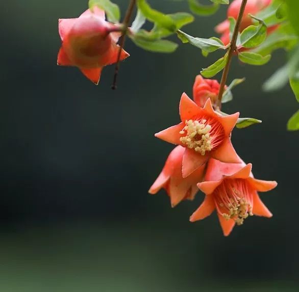 150余种 · 常见药用植物，花期组图_119