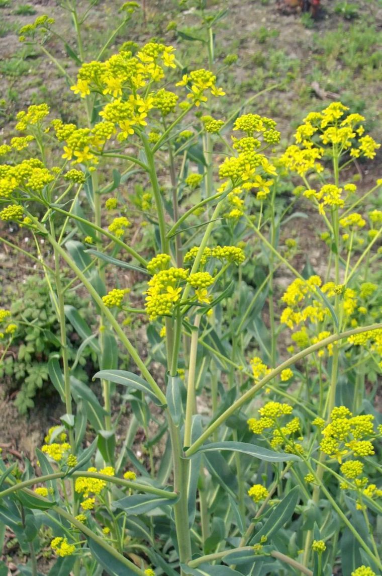 150余种 · 常见药用植物，花期组图_113