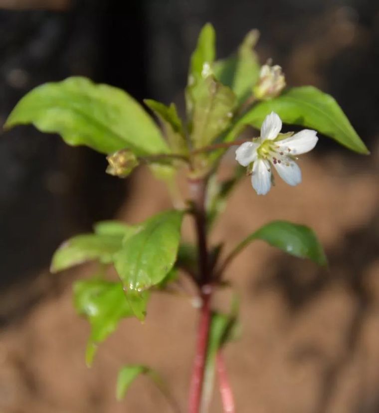 150余种 · 常见药用植物，花期组图_116