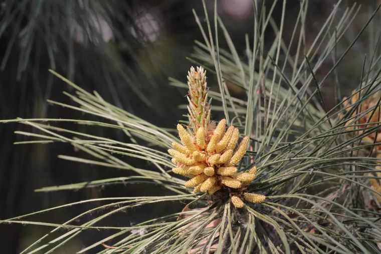 150余种 · 常见药用植物，花期组图_121