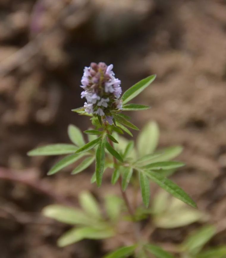 150余种 · 常见药用植物，花期组图_124