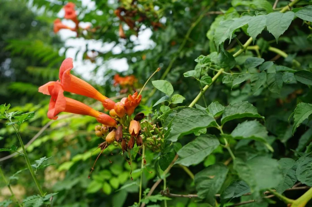 凌霄花 (美洲凌霄 campsis radicans)