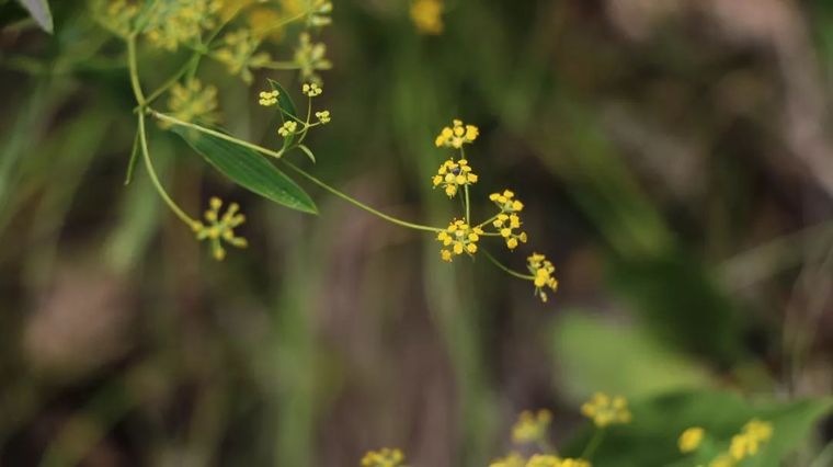 150余种 · 常见药用植物，花期组图_138