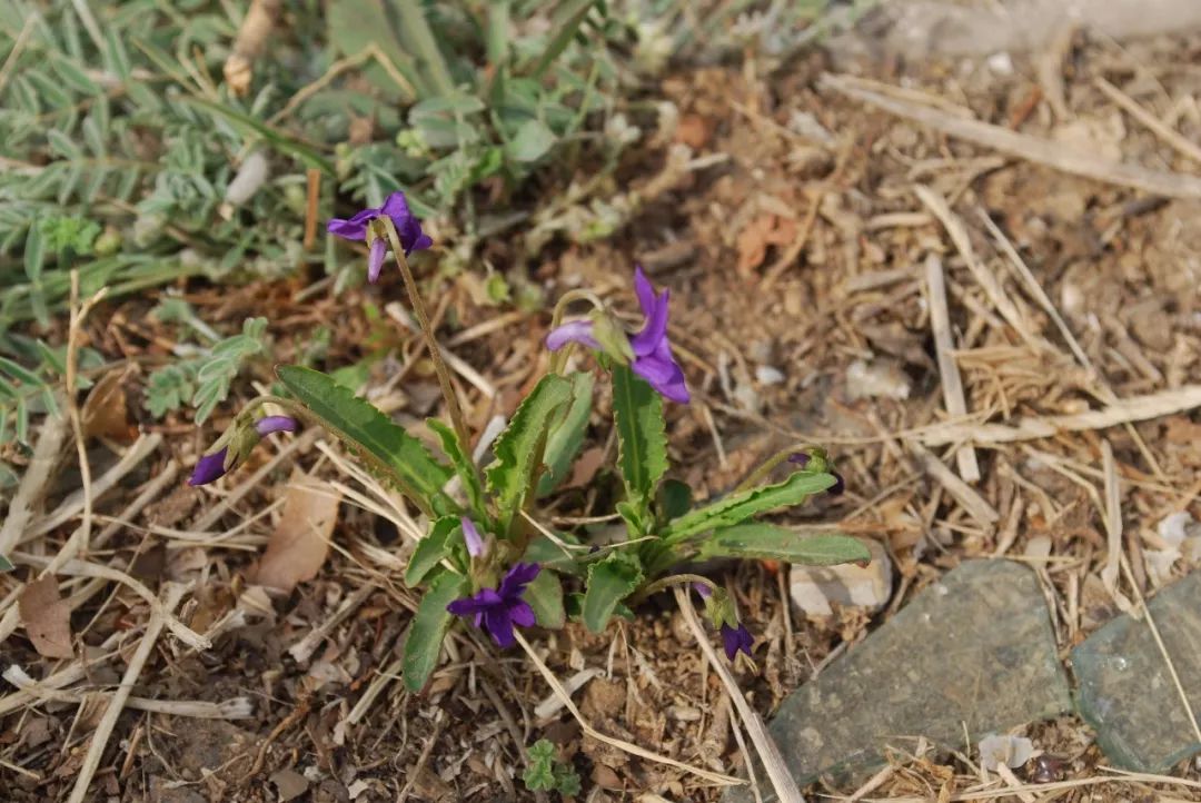 紫花地丁 (紫花地丁 viola philippica)