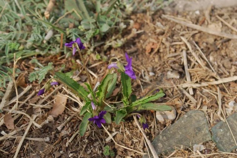 150余种 · 常见药用植物，花期组图_137