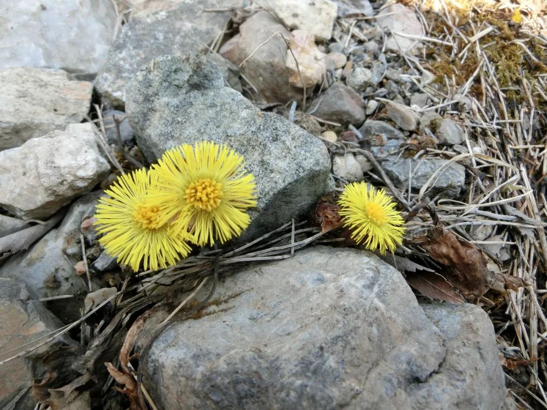 冬の花梗图片