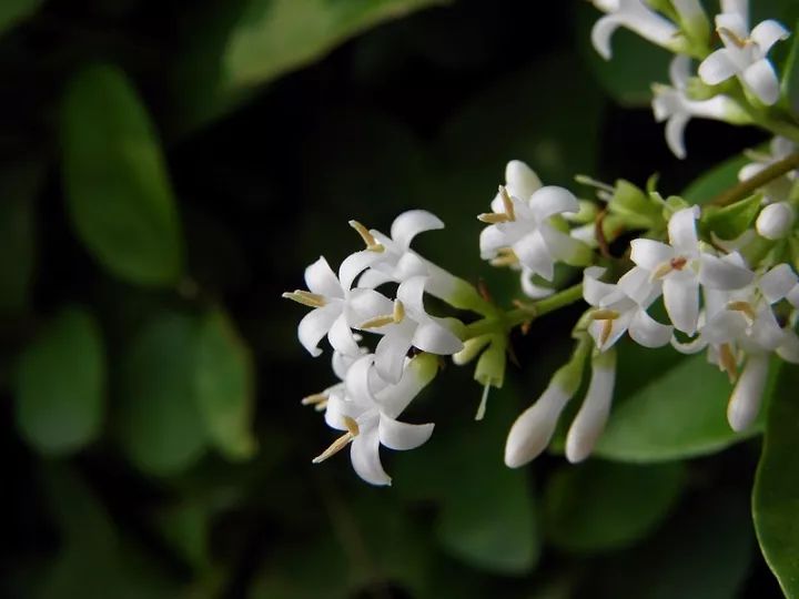 女贞子 (女贞 ligustrum lucidum)