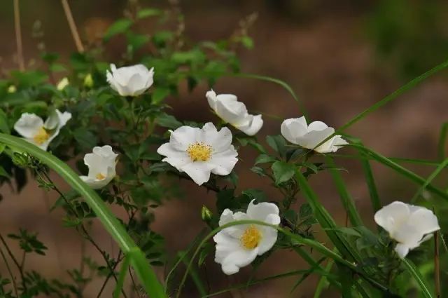 150余种 · 常见药用植物，花期组图_151