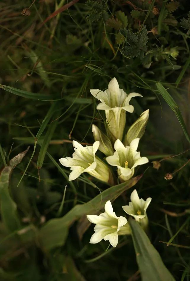 秦艽(麻花艽 gentiana straminea)