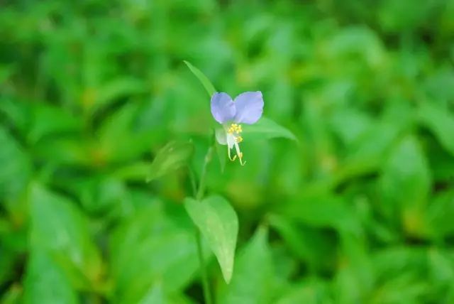 150余种 · 常见药用植物，花期组图_159