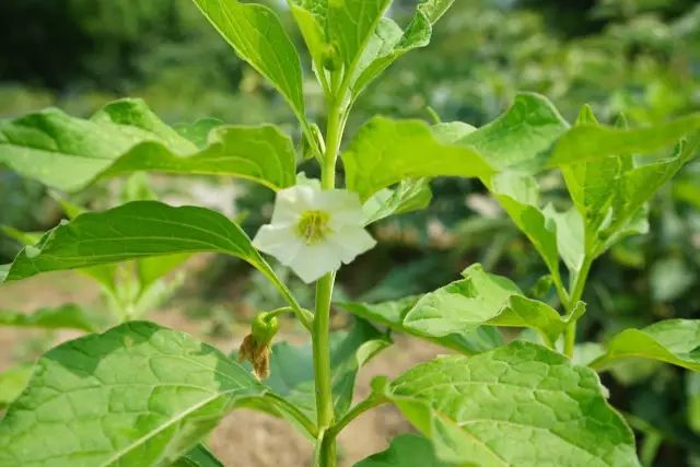 [分享]150餘種 · 常見藥用植物,花期組圖