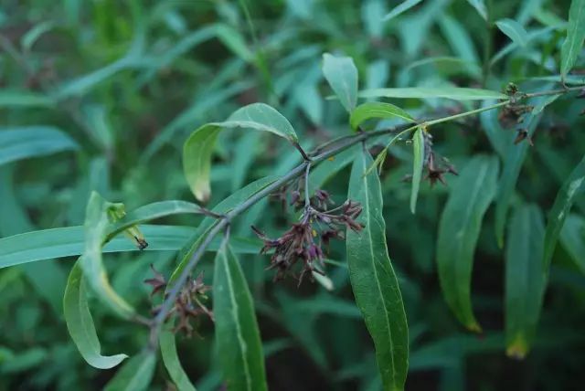 150余种 · 常见药用植物，花期组图_158