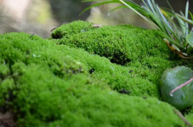 5户人家的山村，种苔藓抚清风逍遥人生_11