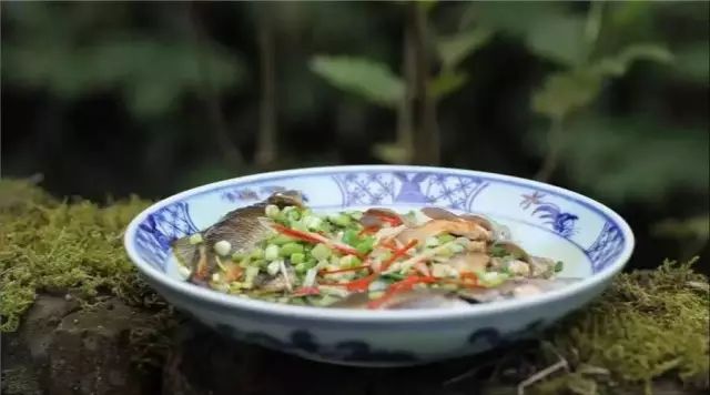 5户人家的山村，种苔藓抚清风逍遥人生_27