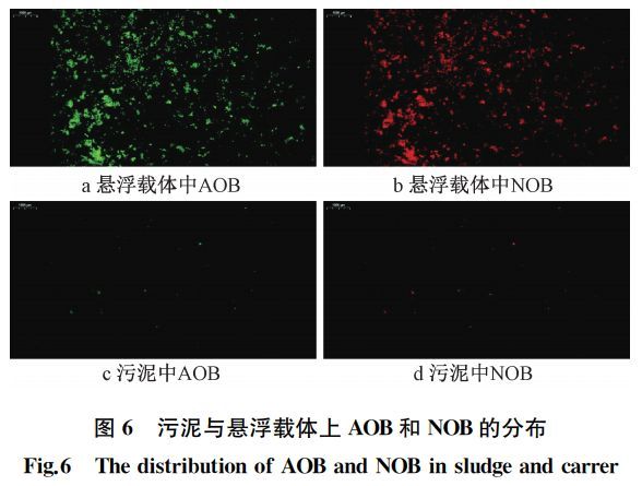 给水排水 |当MBBR工艺受到氯离子冲击......_8