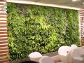植物墙虫害如何防治？
