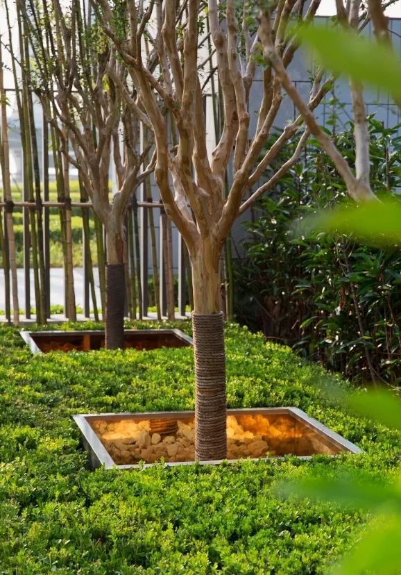 将灵动做到极致;设计师为南庭院特别设计的金银树池