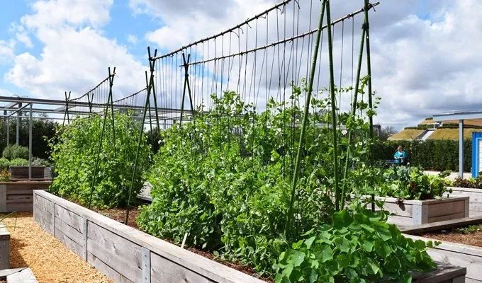 菜园变花园,太惬意了!-景观设计-筑龙园林景观论坛