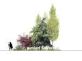 建筑景观常用树植物立面剖面彩图PSD素材